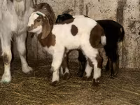 تيس, Kamori goats — الصورة 5
