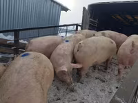 母猪, Pigs — 照片 4