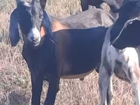 Kozioł, Nubian Goat — zdjęcie 2