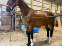 Mare, Dutch warmblood horse — photo 4
