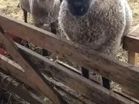 母羊, Blackheaded Persian sheep — 照片 1