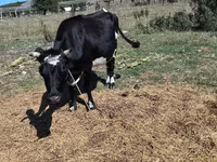 Cow, Cattle — photo 4