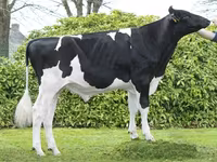 公牛, Holstein breed — 照片 1