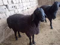 公羊, Sheep — 照片 1