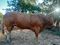 Bull, Limousin cow — photo 2