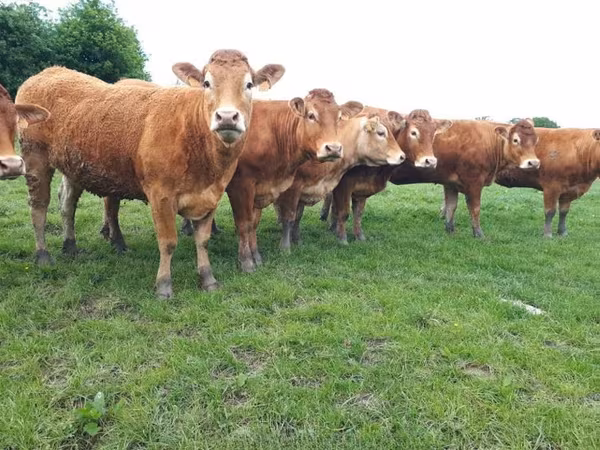 Limousin-Kuh