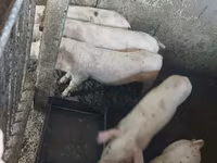 Sow, Pigs — photo 3