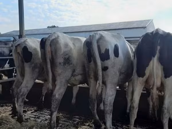 Holstein breed