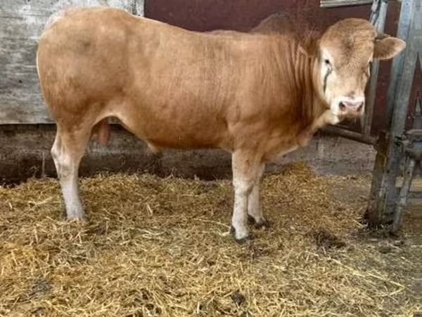 Bull, Blonde d’Aquitane cattle — United Kingdom