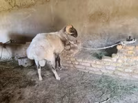 公羊, Rhon sheep — 照片 3