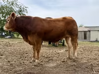 Bulle, Limousin-Kuh — Foto 2
