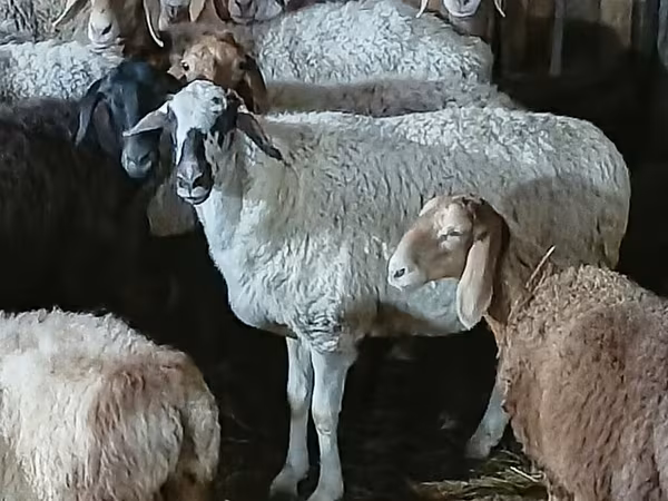 Sheep, Sheep