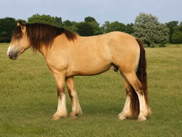Koń, Gypsy horse