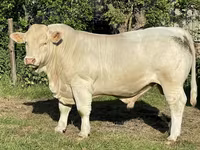 Bull, Charolais cattle — photo 1