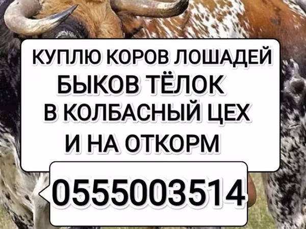 Cattle