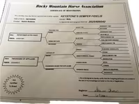 Horse (M), Rocky Mountain Horse — photo 3