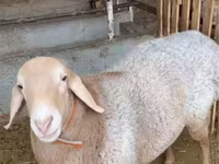 公羊, Sheep — 照片 2