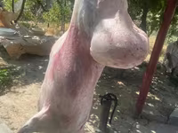 公羊, Sheep — 照片 5