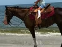 Mare, American paint horse — photo 7