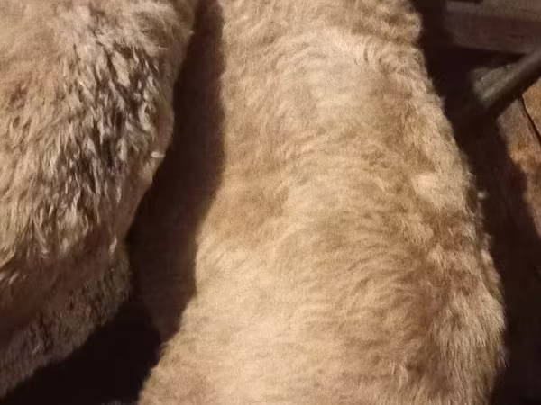 Ram, Sheep