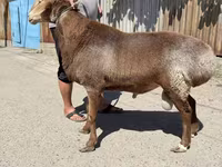Ram, Arashan sheep — photo 2