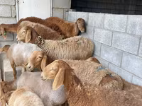 Sheep, Sheep — photo 1