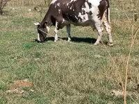 Cow, Cattle — photo 2
