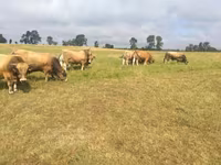 Bull, Aubrac cattle — photo 4