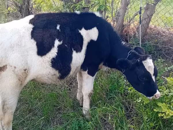 गाय, गोलस्टीन नस्ल
