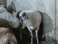 Sheep, Sheep — photo 3