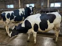 Kuh, Holstein-Rasse — Foto 1