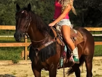 Mare, Quarter Horse — photo 8