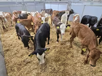 Bull, Cattle — photo 6