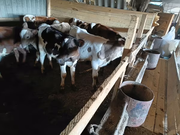 Krowa, Bydło