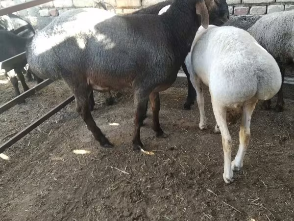 Baran, Owce