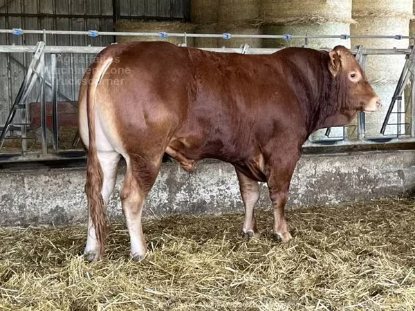 Limousin cow