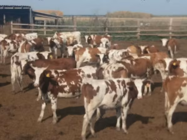 Vaca, Swiss cattle