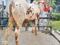 公牛, Cattle — 照片 1