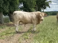 Bull, Charolais cattle — photo 4