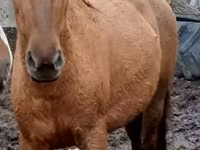 घोड़ी, American shetland pony — फ़ोटो 6