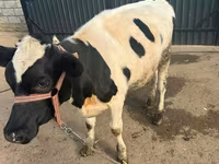 Cow, Cattle — photo 1