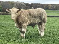Bull, Charolais cattle — photo 3