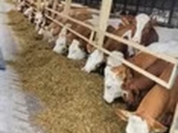 Cattle