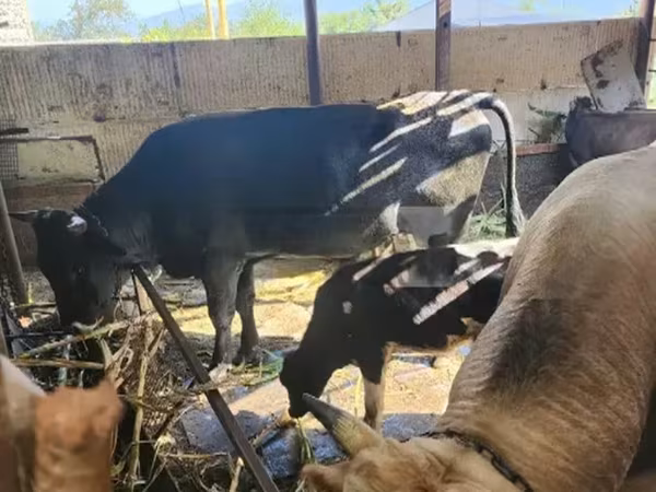 Toro, Ganado vacuno