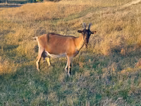Koza, Alpine goat — zdjęcie 2
