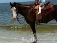 Mare, American paint horse — photo 6