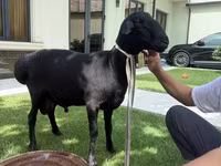 公羊, Rhon sheep — 照片 3