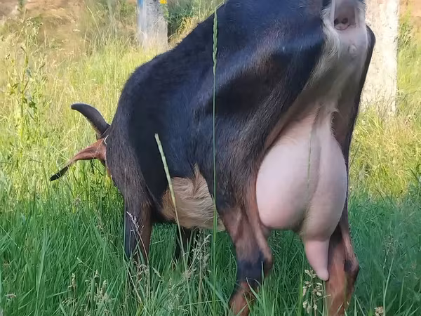 Goat, Nubian Goat