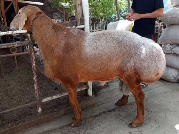 公羊, Sheep