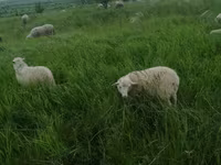 كبش, Edilbay sheep — الصورة 5